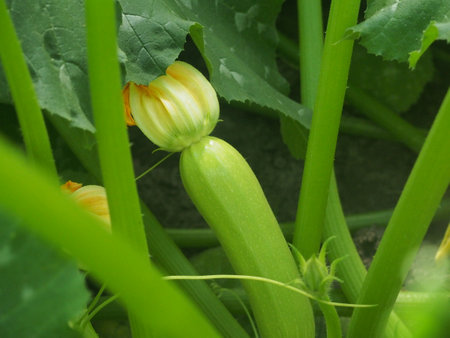 The fruits and flowers of zucchini grow on bushes. Vegetable growing.の写真素材