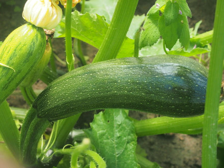 The fruits and flowers of zucchini grow on bushes. Vegetable growing.の写真素材