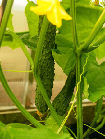 The fruits of cucumbers ripen on bushes. Vegetable growingの写真素材
