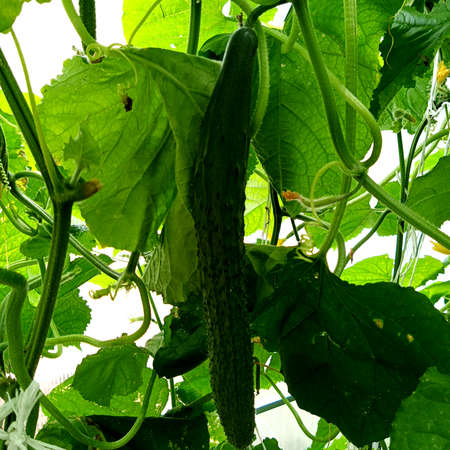 The fruits of cucumbers ripen on bushes. Vegetable growingの写真素材