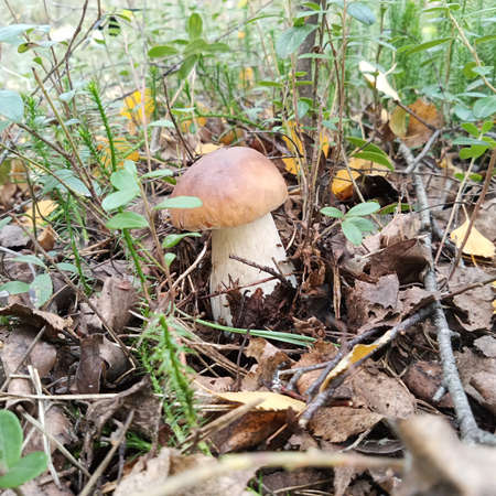 A boletus mushroom grows on the ground in the forest. Close-up.の写真素材