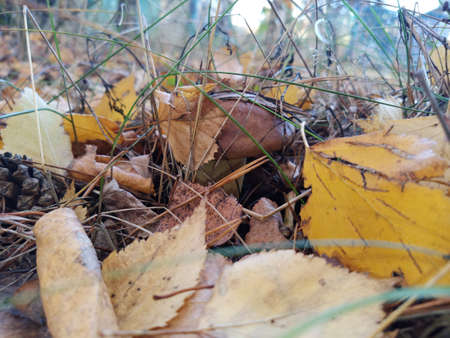 A boletus mushroom grows on the ground in the forest. Close-up.の写真素材