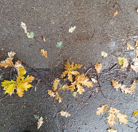Yellow fallen oak leaves lie on the wet asphalt. This is autumn.の写真素材