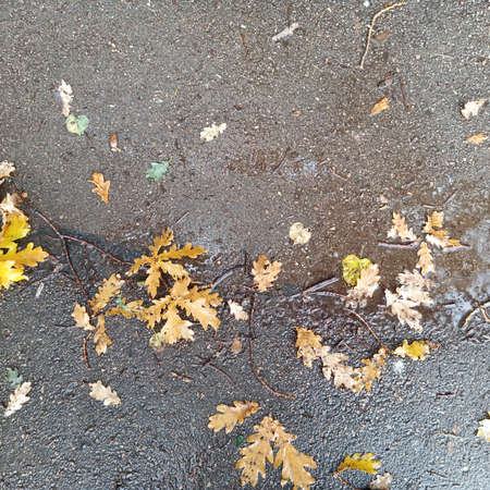 Yellow fallen oak leaves lie on the wet asphalt. This is autumn.の写真素材
