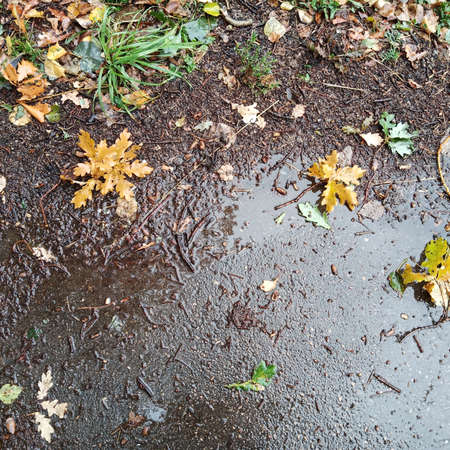 Yellow fallen oak leaves lie on the wet asphalt. This is autumn.の写真素材