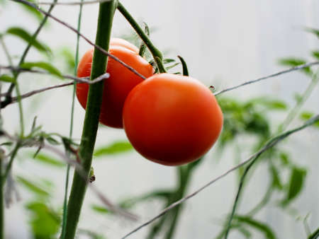 In the greenhouse, tomato fruits ripen on the beds. Close-up.の写真素材