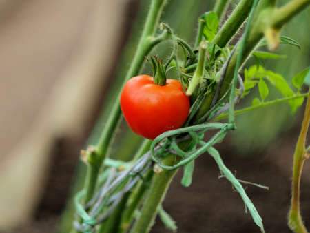 In the greenhouse, tomato fruits ripen on the beds. Close-up.の写真素材