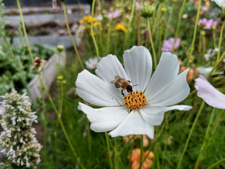 The bumblebee collects nectar and pollen from the flowers of the cosmea. Close-upの写真素材