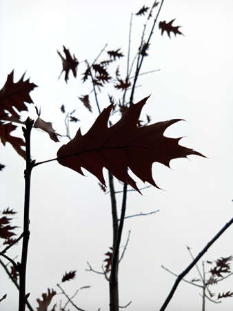 Brown autumn oak leaf against a cloudy sky. A shadowの写真素材