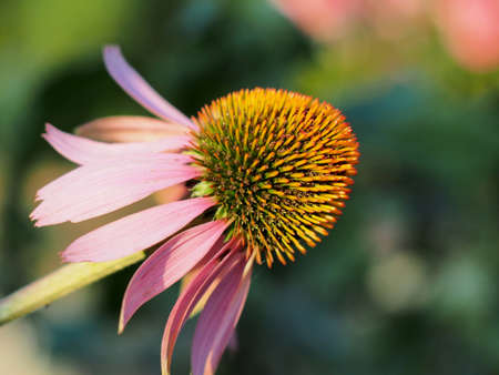 Large flower buds of echinacea blooming in the garden. Close-up.の写真素材