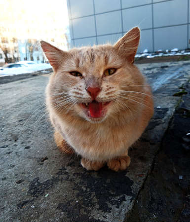 A big red cat sits on the ground and meows. Close-up.の写真素材