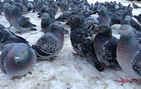 A flock of pigeons walks and sits on the snow-covered ground. Close-up.