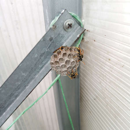 A flock of wasps builds a nest for themselves. Hexagon socket cells. Close-up.の写真素材