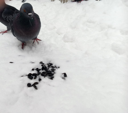 Pigeons peck sunflower seeds lying on the snow. Close-up.の写真素材