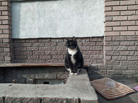 A stray cat of black and white color is sitting on the curb. It's a stray animal.の写真素材