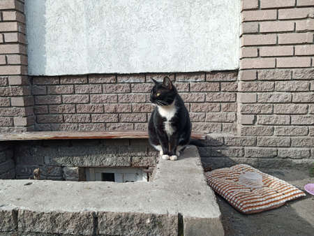 A stray cat of black and white color is sitting on the curb. It's a stray animal.の写真素材
