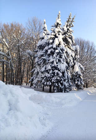 A walk in the forest (park) after a heavy snowfall. Trees covered with snow. winter landscape.の写真素材