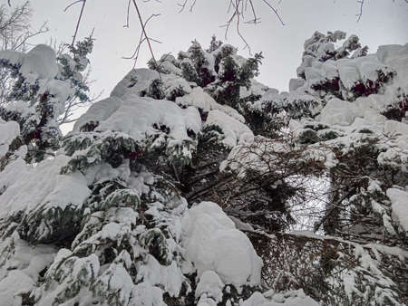 A walk in the forest (park) after a heavy snowfall. Trees covered with snow. winter landscape.の写真素材