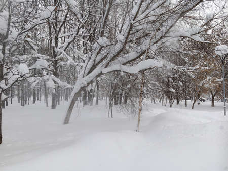 A walk in the forest (park) after a heavy snowfall. Trees covered with snow. winter landscape.の写真素材