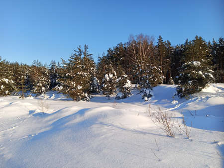 A walk in the forest (park) after a heavy snowfall. Trees covered with snow. winter landscape.の写真素材