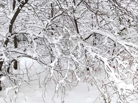 A walk in the forest (park) after a heavy snowfall. Trees covered with snow. winter landscape.の写真素材