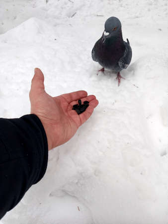 A man feeds sunflower seeds to a pigeon with his hands. This is a bird.の写真素材