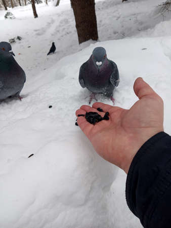A man feeds sunflower seeds to a pigeon with his hands. This is a bird.の写真素材