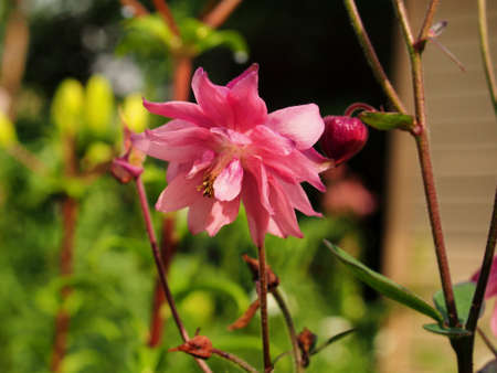 Purple buds of a blooming aquilegia flower. close-up.の写真素材