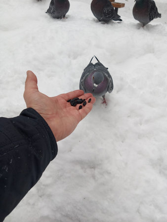 A man feeds sunflower seeds to a pigeon with his hands. This is a bird.の写真素材