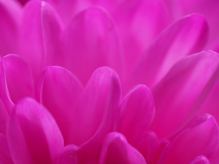Macro photo of lilac petals of a chrysanthemum bud. soft photo.の写真素材