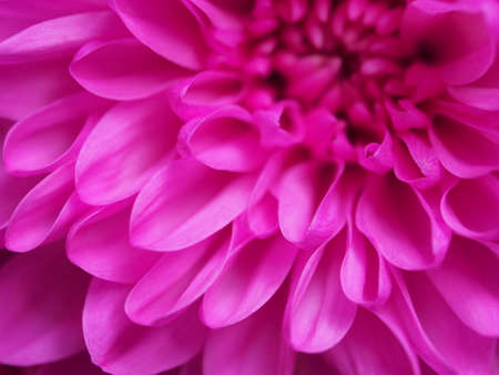 Macro photo of lilac petals of a chrysanthemum bud. soft photo.の写真素材
