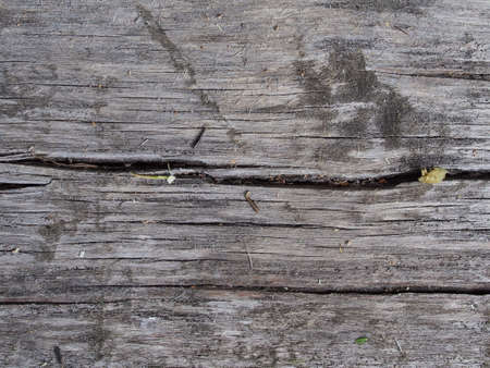 The texture of a sawn-down tree. macro photography. close-up.の写真素材