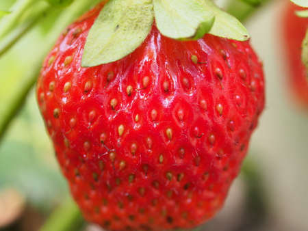 A red strawberry berry grows on a bush. close-up. macro photo.の写真素材
