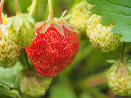 A red strawberry berry grows on a bush. close-up. macro photo.の写真素材