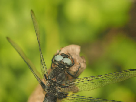Dragonfly on a branch in the summer sun. Macro photography.の写真素材