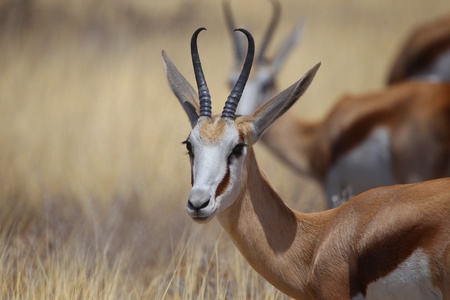 An impala stands in the grass along the edge of a road in Etosha National Park in Namibia, Africa の写真素材