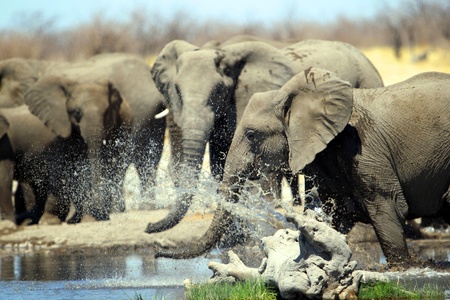 Elephants splash around in a waterhole during the dry season in Etosha National Park in Namibia Africa  の写真素材
