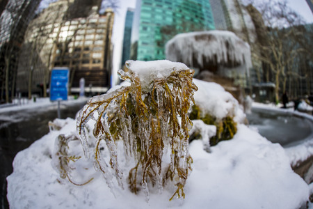 Ice covered plant in Bryant Park in New York City.の写真素材