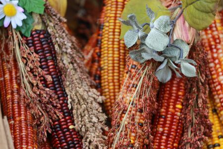 A display of autumn colored corn on display at a farmers marketの写真素材