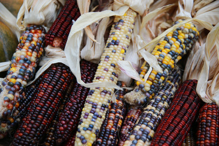 A display of autumn colored corn at a farmers market