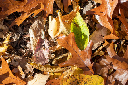 Leaves lay on the grass under a tree in the Ramble inside Central Park, New York City