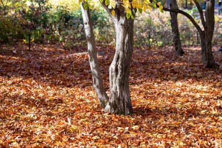 Leaves lay on the grass under a tree in the Ramble inside Central Park, New York City