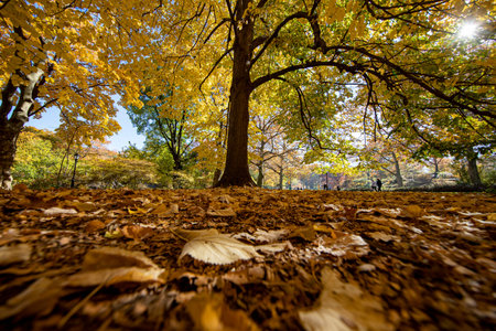 The colorful trees near the Daniel Webster sculpture in Central Park, New York City
