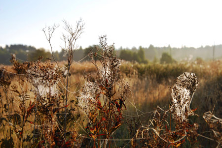spiderweb on plants autumn natureの写真素材