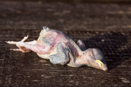 dead baby bird fallen from the nest