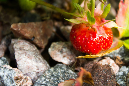 ripe red strawberry growing on rocky soilの写真素材