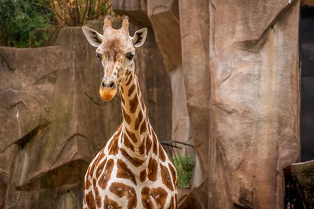 Tall endangered giraffe living at the zooの写真素材