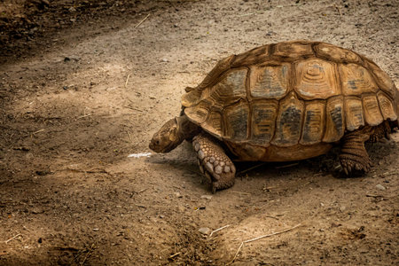 Large tortois crawling around on the ground