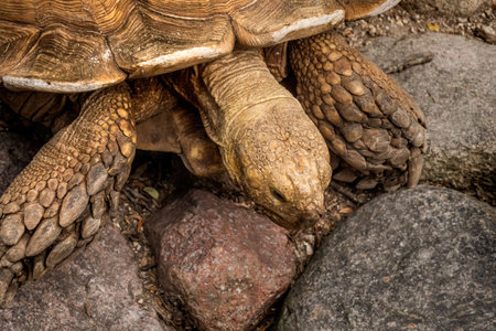 Large tortois crawling around on the groundの写真素材