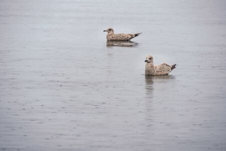 Seagull Swiming in the waterの写真素材